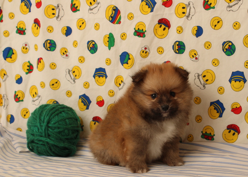 puppy, for, sale, Pomeranian, Matthew B. Stoltzfus, dog, breeder, Gap, PA, dog-breeder, puppy-for-sale, forsale, nearby, find, puppyfind, locator, puppylocator, aca